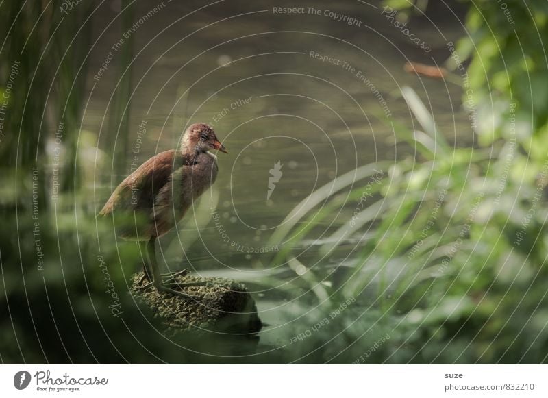 Riesen-Küken Natur Tier Wasser Teich See Wildtier Vogel 1 Tierjunges authentisch dunkel klein natürlich niedlich wild grün Gefühle Einsamkeit Teichhuhn