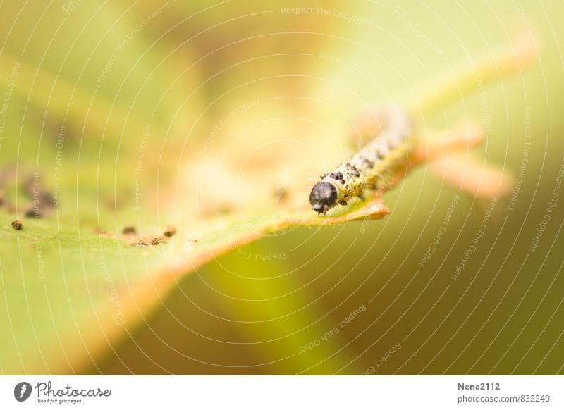 Suchen Umwelt Pflanze Tier Sommer Schönes Wetter Blatt Garten Park Wiese Feld Wald 1 stachelig gelb klein Tausendfüßler Raupe Schmetterling Farbfoto