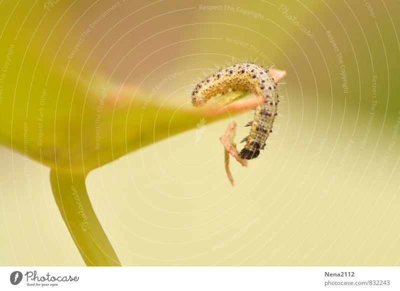 Fangen Umwelt Natur Pflanze Tier Luft Sommer Blatt Garten Park Wiese Feld 1 klein lang stachelig gelb Raupe Schmetterling Nahrungssuche Tausendfüßler Farbfoto