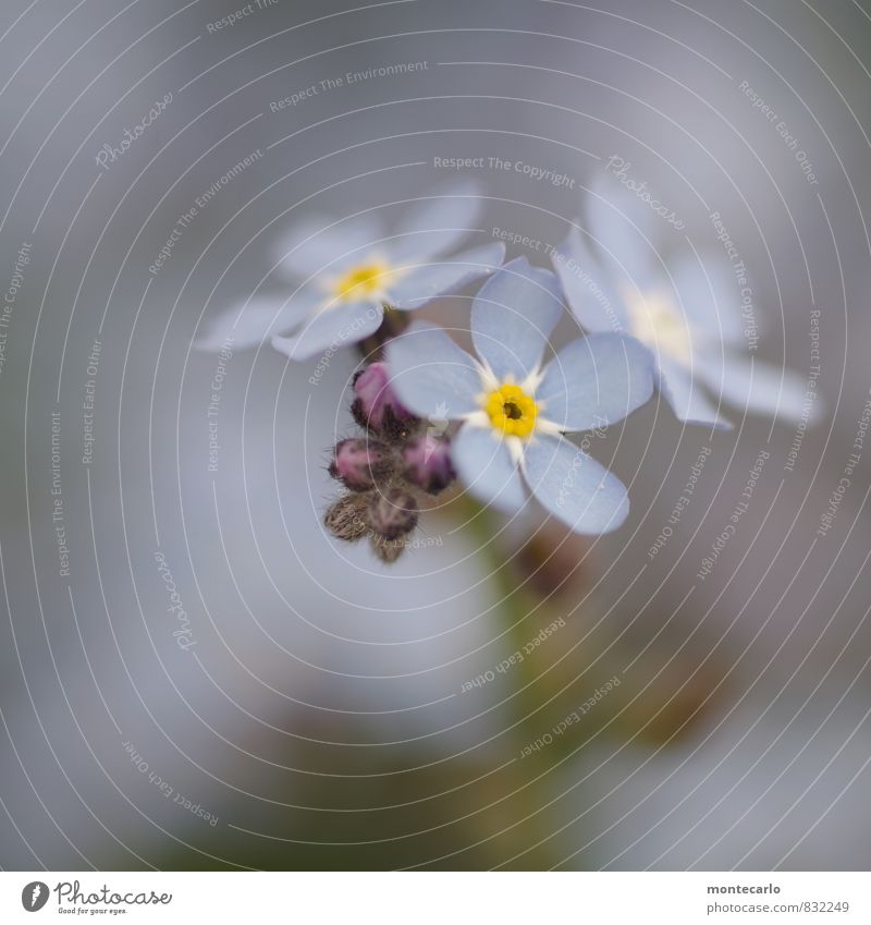 frischlinge Umwelt Natur Pflanze Sommer Blatt Blüte Grünpflanze Wildpflanze Duft dünn authentisch einfach klein nah natürlich wild weich blau Farbfoto