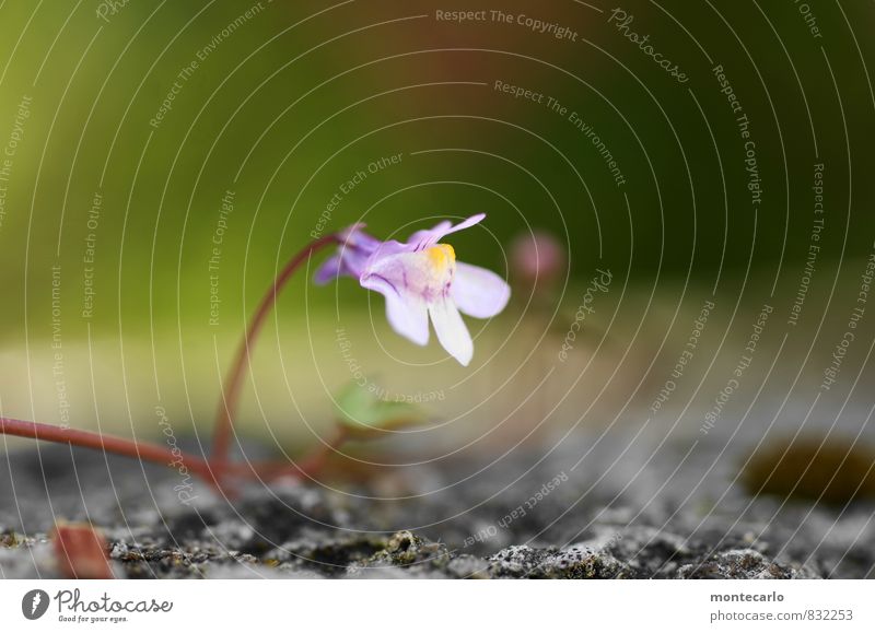 alone Umwelt Natur Pflanze Blatt Blüte Grünpflanze Wildpflanze ästhetisch dünn authentisch einfach frisch klein nah natürlich weich violett Farbfoto mehrfarbig