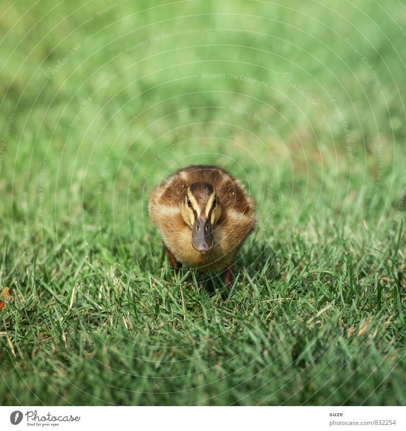 Na warte, Freundchen! Sommer Natur Tier Frühling Gras Wiese Wildtier 1 Tierjunges Aggression kuschlig klein Neugier niedlich gelb grün Gefühle Lebensfreude