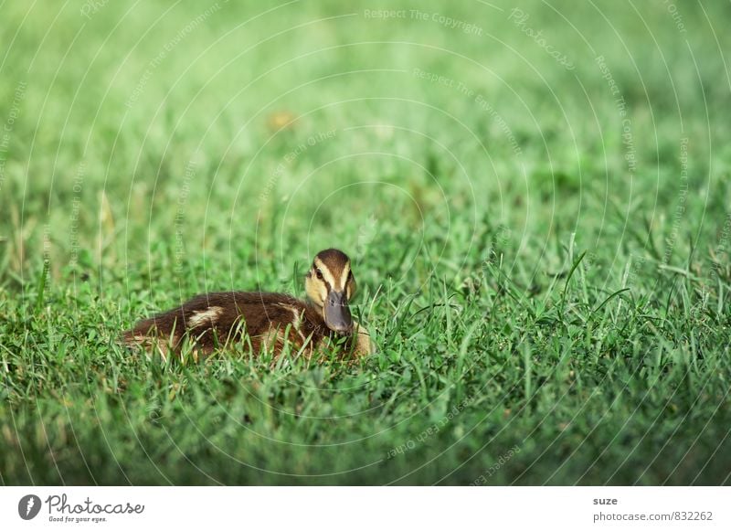 Quak im Schaufenster Sommer Umwelt Natur Tier Frühling Wetter Gras Wiese Wildtier Vogel 1 Tierjunges liegen authentisch klein natürlich niedlich grün