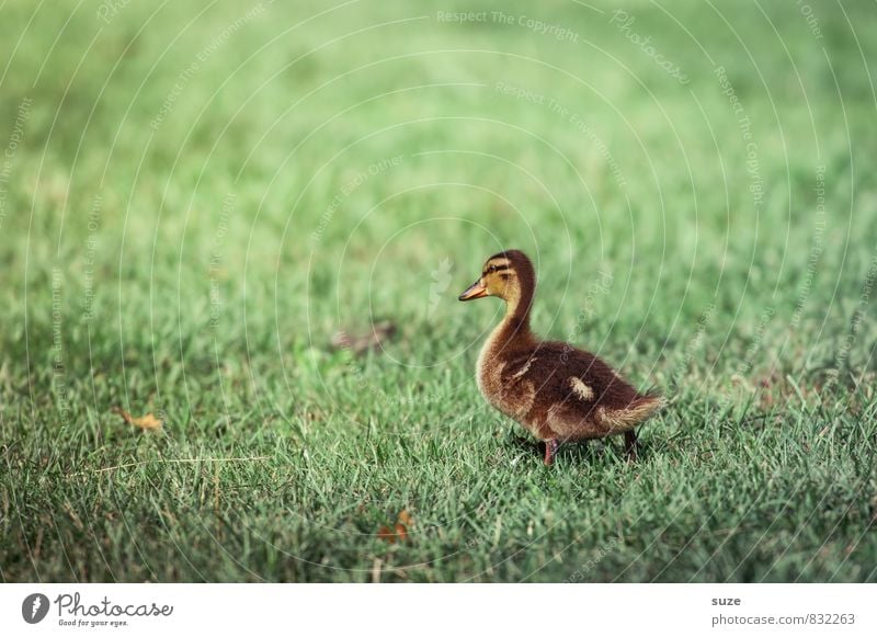 Ich mach jetzt los! Freude Glück Sommer Natur Tier Frühling Gras Wiese Wildtier Tierjunges gehen kuschlig klein Neugier niedlich gelb grün Gefühle Lebensfreude