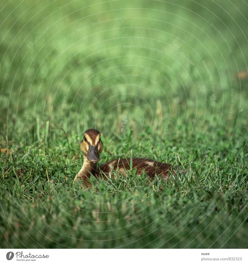 Ente auf Lebenszeit Sommer Umwelt Natur Tier Frühling Wetter Gras Wiese Wildtier Vogel 1 Tierjunges liegen authentisch klein natürlich niedlich grün