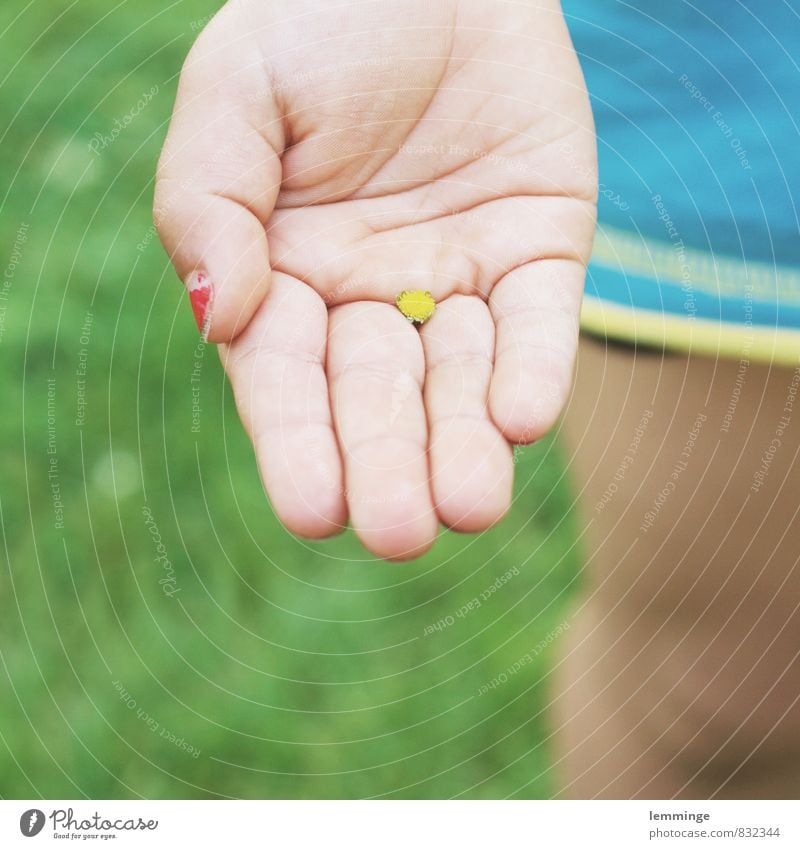 überraschung Spielen Kind Junge Kindheit Hand Finger 1 Mensch Umwelt Natur Sommer Schönes Wetter Blume Gras Blüte Grünpflanze Garten Park T-Shirt Blühend Freude