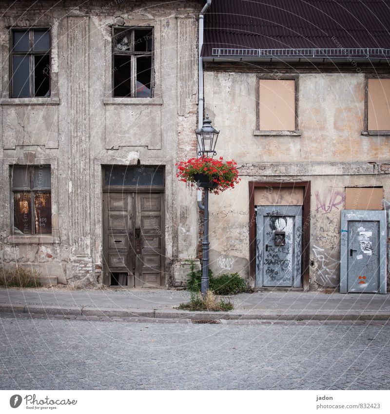 lasst blumen sprechen. Häusliches Leben Wohnung Haus Traumhaus Hausbau Renovieren Kunstwerk Pflanze Sommer Blume Stadt Altstadt Ruine Bauwerk Gebäude Mauer Wand