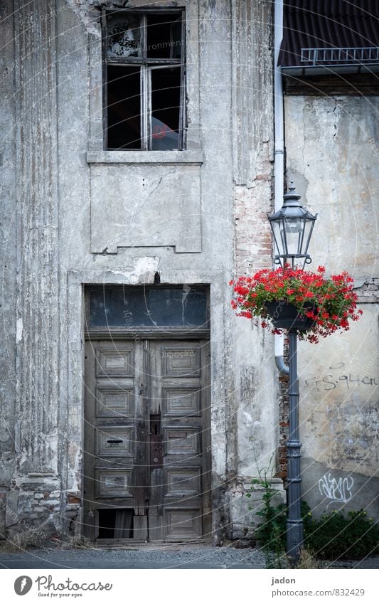 vorfreude. Lifestyle Stil Häusliches Leben Wohnung Haus Traumhaus Renovieren Lampe Baustelle Architektur Pflanze Blume Altstadt Mauer Wand alt kaputt Nostalgie