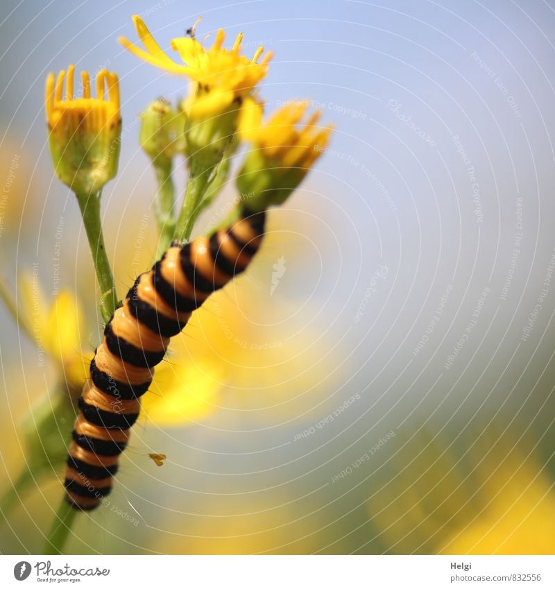 Nimmersatt... Umwelt Natur Pflanze Tier Himmel Sommer Schönes Wetter Blume Blüte Wildpflanze Wiese Wildtier Raupe Blutbär 1 Blühend Fressen Wachstum ästhetisch