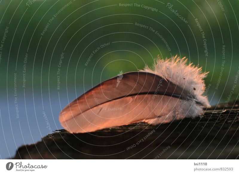 Vogelfeder von der Sonne angestrahlt Umwelt Natur Tier Luft Sonnenaufgang Sonnenuntergang Sonnenlicht Sommer Schönes Wetter Wärme Garten ästhetisch