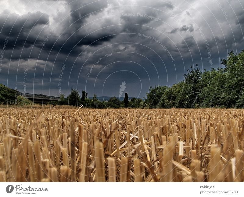 Der Sensenmann war da... Erdmaus Unwetter Donnern Stroh Feld dunkel Wolken beerdigen Gewitterregen Regen Erde Strohfeuer Samen Furche Untergrund Dröhnen