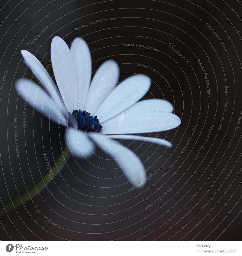 Zart von der Seite genommen... Natur Pflanze Frühling Sommer Blume Blüte Park Wiese Blühend Duft Wachstum ästhetisch klein blau braun grün schwarz weiß