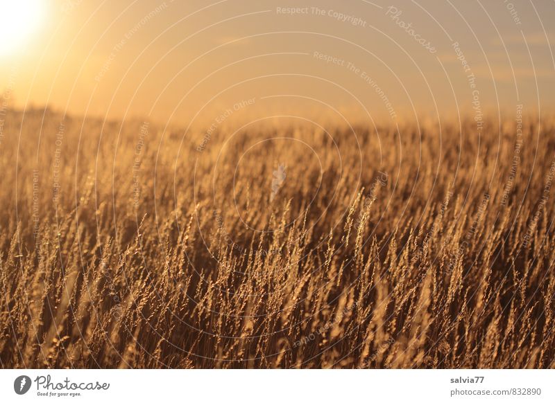 Abendstimmung Sommer Sommerurlaub Sonne Natur Landschaft Pflanze Klimawandel Schönes Wetter Wärme Dürre Gras Wiese verblüht dehydrieren braun gold Stimmung