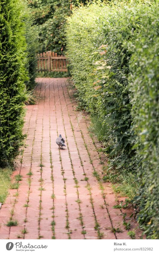 FußGänger Sommer Hecke Wege & Pfade Taube 1 Tier gehen Einsamkeit Pflastersteine Backstein zielstrebig Farbfoto Außenaufnahme Menschenleer