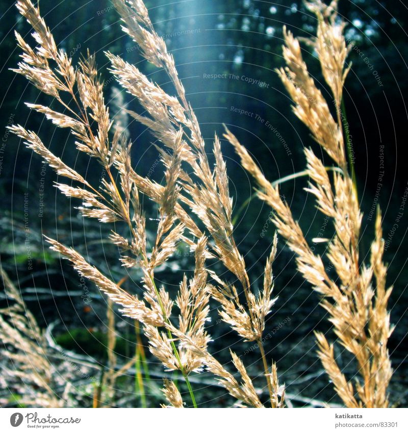 im märchenwald.eine andere sicht der dinge. Wald grün Märchen Pflanze Sonnenstrahlen Waldlichtung Wildpflanze Waldwiese Gebündeltes Licht Lichteinfall Wiese