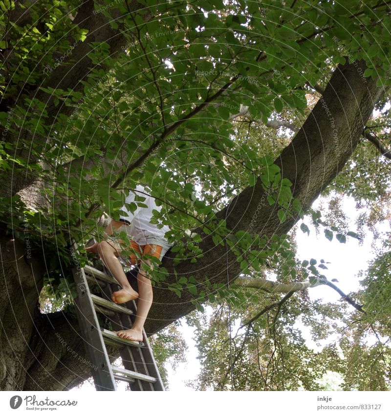 Rettung naht. Freizeit & Hobby Spielen Junge Kindheit Jugendliche Leben Unterleib 1 Mensch 8-13 Jahre Natur Sommer Schönes Wetter Baum Buche Garten Park Wald