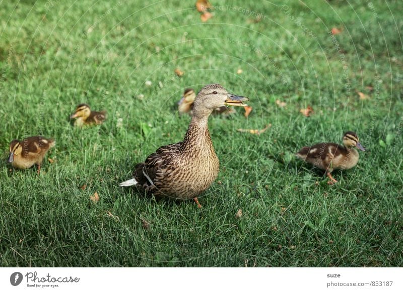 Lirum, larum Löffelstiel ... Kindheit Natur Frühling Sommer Gras Wiese Tier Wildtier Tierjunges Tierfamilie klein niedlich grün Gefühle Freude Glück