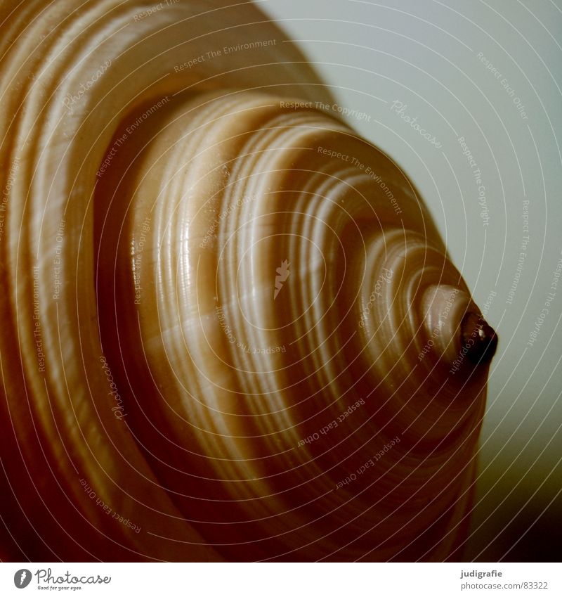 Heim Schneckenhaus Muschel Meer braun gelb schwarz Haus Geborgenheit Spirale gedreht Garnspulen harmonisch ruhig Tonnenschnecke Atlantik beige orange Strand