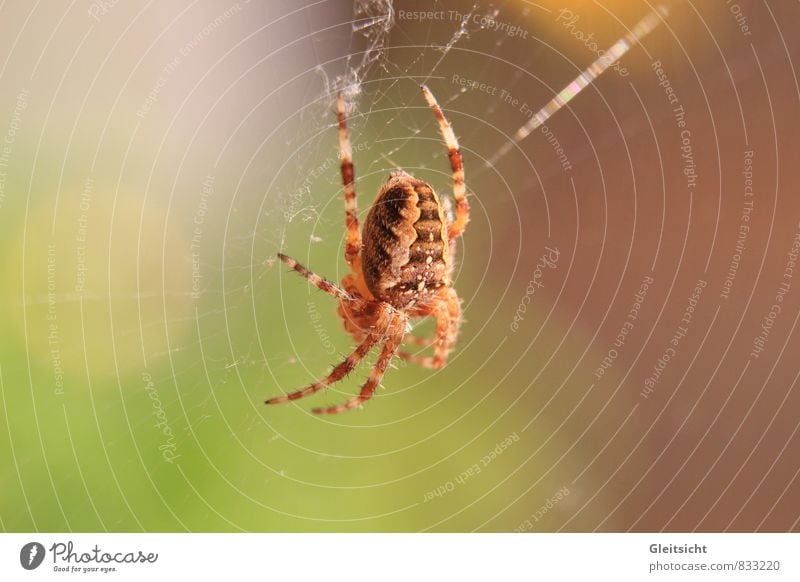 ich habe Zeit... Natur Pflanze Tier Schönes Wetter Wildtier Spinne Kreuzspinne 1 Fressen hängen Jagd warten bedrohlich gruselig braun mehrfarbig gelb gold grün