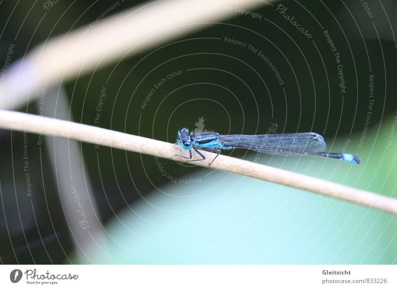 ganz schön rund, dieser Halm... Natur Tier Sommer Pflanze Gras Wildpflanze Schilfrohr Moor Sumpf Teich Wildtier Libelle 1 blau braun grün schwarz Farbfoto