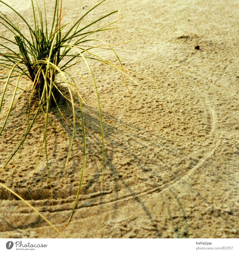 circle in the sand Dünengras Strand Sandstrand Küste Strandgut Ebbe Gezeiten küstenstreifen Stranddüne Flut kallejipp