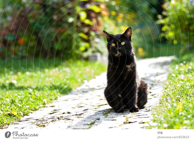 Bokehmonster Umwelt Natur Landschaft Pflanze Tier Klima Wetter Schönes Wetter Gras Sträucher Grünpflanze Garten Haustier Katze Tiergesicht elegant frech