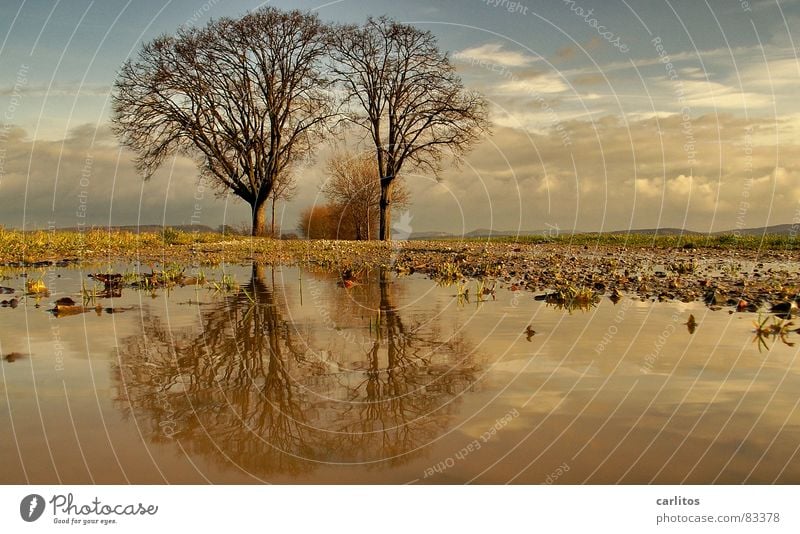 Tim und Struppi II Horizont Baum 2 Fußweg Pfütze Reflexion & Spiegelung Wolken dramatisch Wind Leidenschaft Mitte Symmetrie Weißabgleich Baumstamm Baumstruktur