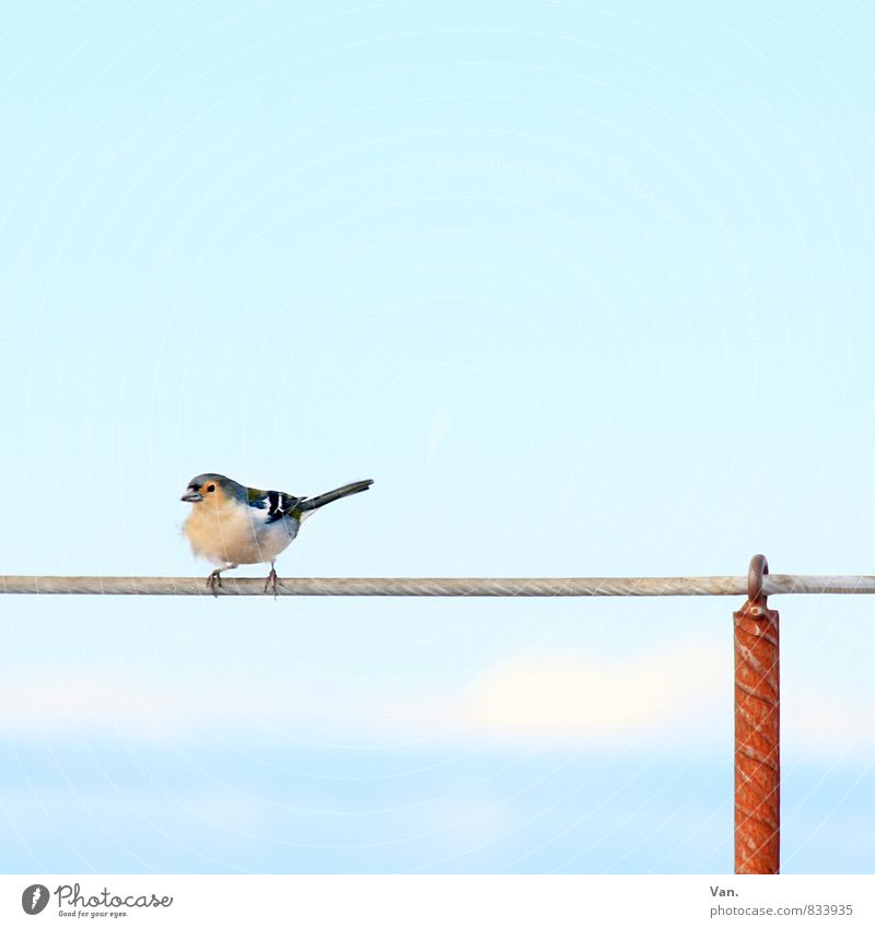 luftige Höhen Natur Tier Himmel Sommer Schönes Wetter Wildtier Vogel Buchfink 1 frisch blau Geländer Pfosten Drahtseil Farbfoto mehrfarbig Außenaufnahme