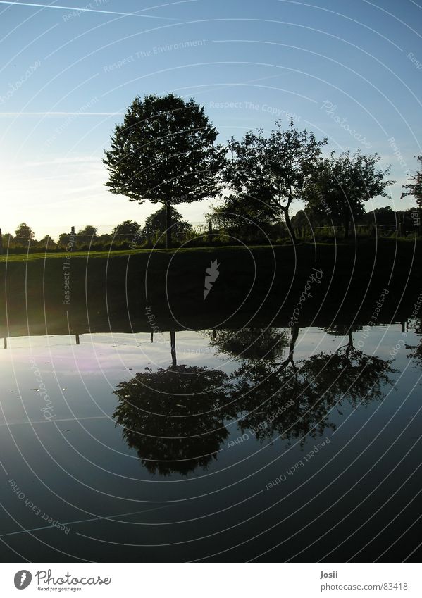 Spiegelbild Kondensstreifen Teich Baum Baumreihe schwarz Gewässer Wiese grün Beleuchtung Zaun Apfelbaum Sommer Herbst Reflexion & Spiegelung Wasser Himmel Reihe