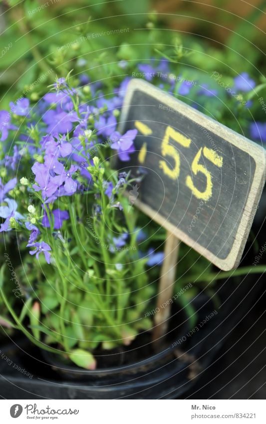 schnapspflanze Umwelt Pflanze Blume Garten Blühend grün Frühlingsgefühle Billig Preisschild Gärtnerei Ziffern & Zahlen Wachstum Duft Rittersporn violett