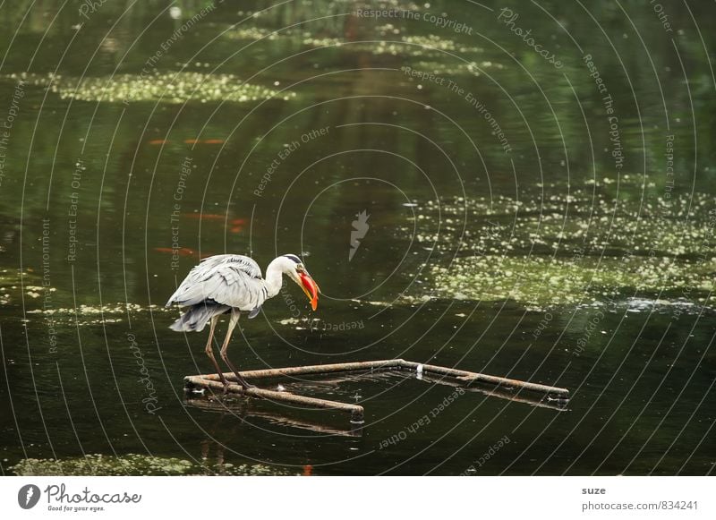 Goldfischreiher Umwelt Natur Landschaft Wasser Teich See Tier Wildtier Vogel 1 Fressen authentisch fantastisch natürlich Reiher Fisch Graureiher Feder tierisch