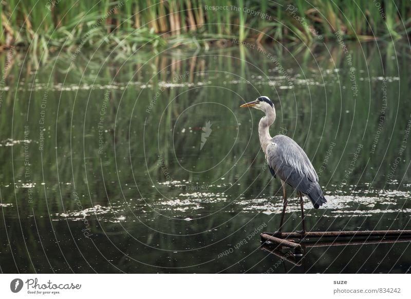 Herr Strese und das Glück Umwelt Natur Landschaft Tier Urelemente Wasser Seeufer Teich Wildtier Vogel 1 stehen warten authentisch fantastisch natürlich wild