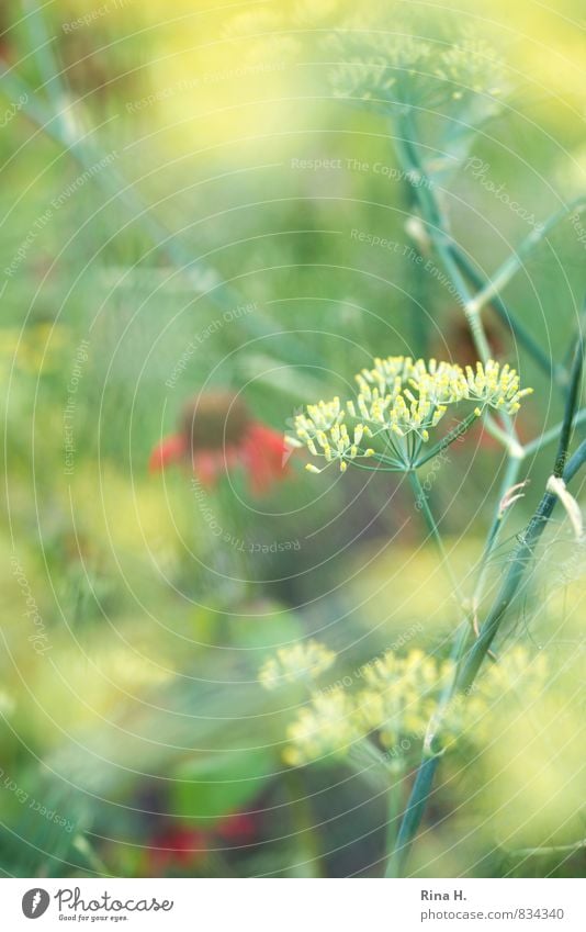 SommerGarten Pflanze Blume Blühend hell mehrfarbig Fenchel Farbfoto Außenaufnahme Textfreiraum links Textfreiraum oben Schwache Tiefenschärfe