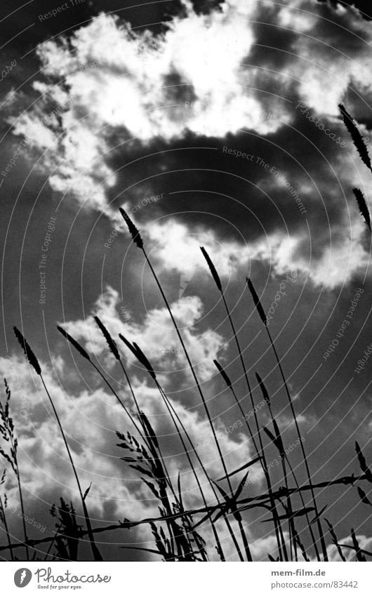 grashimmel Gras Wolken Stacheldraht Halm Gegenlicht grün Wiese verdunkeln Schwarzweißfoto Himmel Schatten Weide