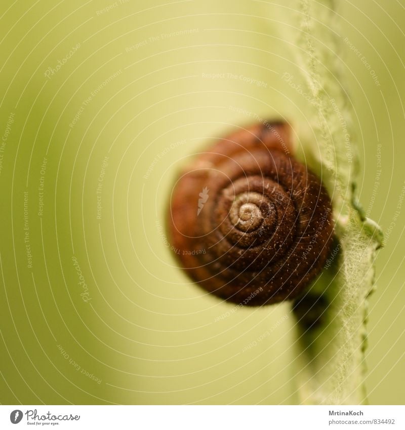 schneckenpost. Umwelt Natur Urelemente Frühling Sommer Schönes Wetter Pflanze Baum Blatt Grünpflanze Garten Tier Nutztier Schnecke 1 Angst Schneckenhaus