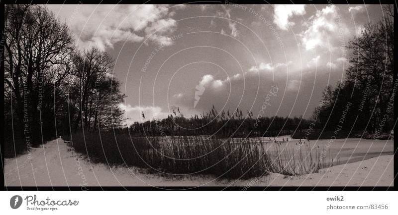 Winternachmittag Schnee Umwelt Natur Landschaft Himmel Wolken Horizont Klima Schönes Wetter Eis Frost Pflanze Baum Gras Sträucher Wald Seeufer Teich