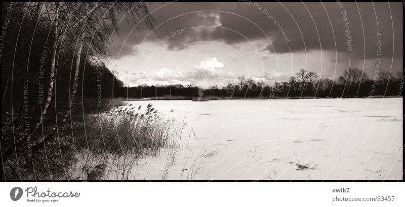 Verschneiter See Winter Schnee Umwelt Natur Landschaft Pflanze Himmel Wolken Gewitterwolken Horizont Klima Wetter Eis Frost Baum Sträucher karg Schilfrohr kahl