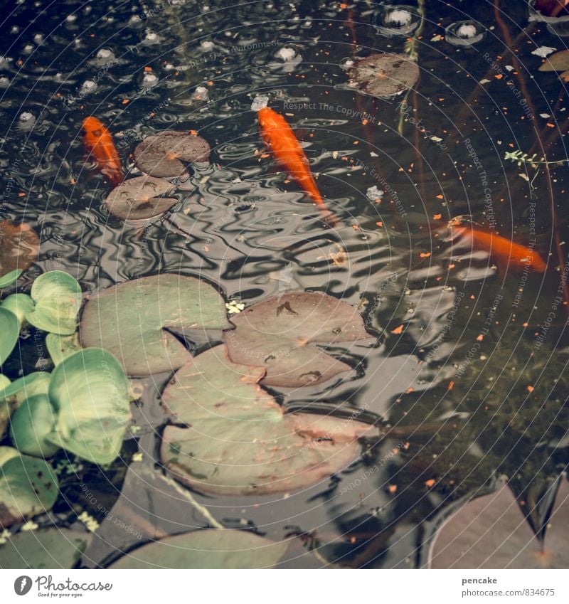 kost.bar | goldfische Natur Urelemente Wasser Sommer Pflanze Blatt Wellen Teich Tier Fisch 3 Fressen füttern genießen Schwimmen & Baden Fischfutter Goldfisch