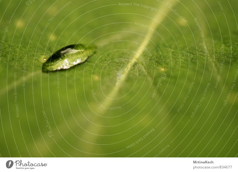 tautropfen. Umwelt Natur Pflanze Frühling Sommer Herbst Schönes Wetter Blume Gras Blatt Garten Park Wiese Zufriedenheit Müdigkeit Schmerz Sehnsucht Tau Tropfen