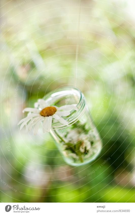 DIY Pflanze Blume Grünpflanze Dekoration & Verzierung Kitsch Krimskrams Glas natürlich grau selbstgemacht Farbfoto Außenaufnahme Nahaufnahme Menschenleer Tag