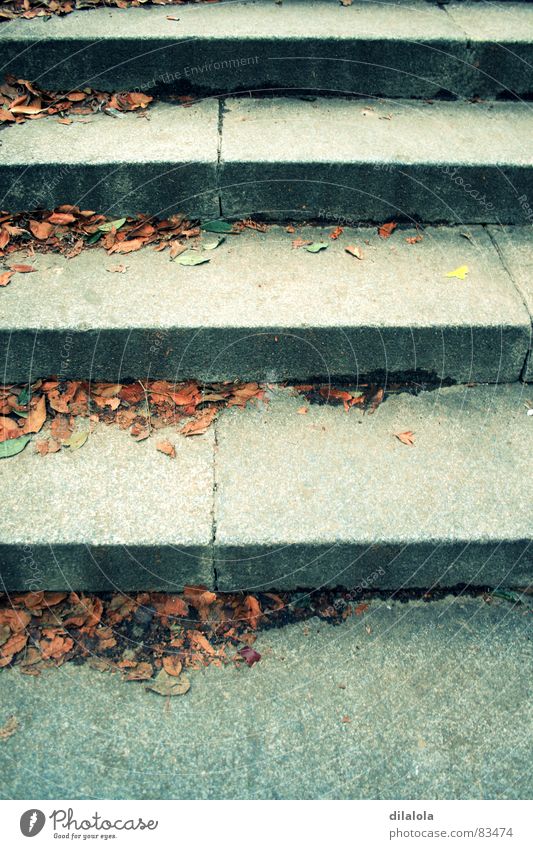 stairs schreiten Herbst Detailaufnahme Treppe upstairs fall-flowering downstairs down the stairs