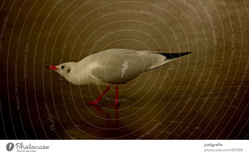 Lachmöwe See Möwe Vogel Sommer Strand Meer Ferien & Urlaub & Reisen Feder Schnabel Fischland Weststrand drohend Ornithologie Umwelt Wut Wildnis