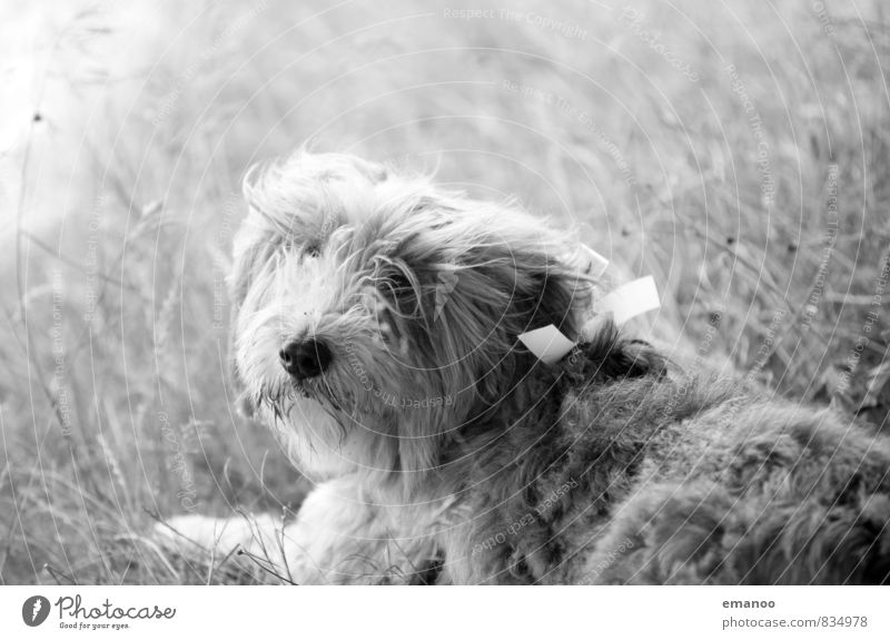 Hochzeitsgast Ausflug Natur Landschaft Gras Wiese Tier Haustier Hund Tiergesicht Fell 1 Erholung liegen Blick loyal Tierliebe Treue Schleife Collie