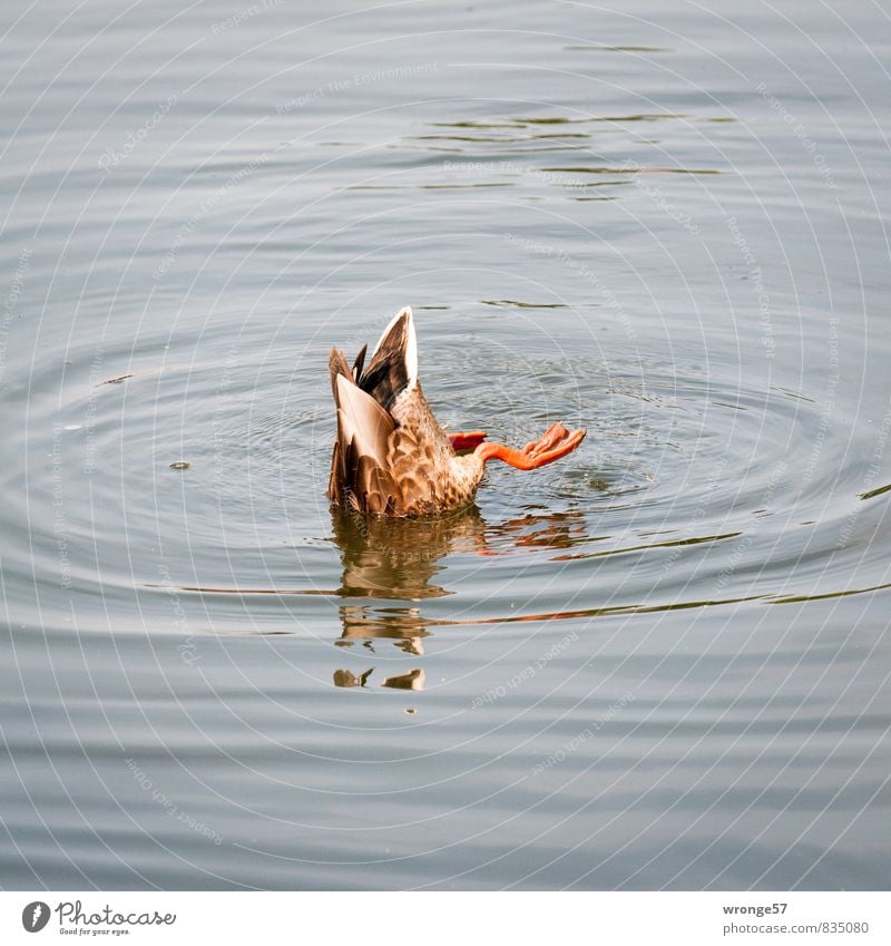 Verlockung | Halbe Ente Tier Wildtier 1 Fressen Schwimmen & Baden tauchen blau braun Wasser Kopfüber Reflexion & Spiegelung Farbfoto Gedeckte Farben