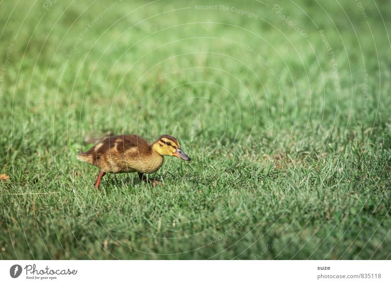 Im Entenmarsch voran ... Freude Glück Sommer Natur Tier Frühling Gras Wiese Wildtier 1 Tierjunges kuschlig klein Neugier niedlich gelb grün Gefühle Lebensfreude