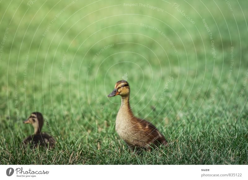 ProminEnte Freude Glück Sommer Natur Tier Frühling Gras Wiese Wildtier 2 Tierjunges kuschlig klein Neugier niedlich gelb grün Gefühle Lebensfreude