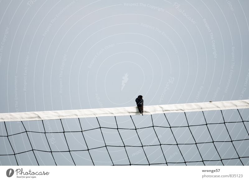 Fest im Blick Volleyballnetz Tier Wildtier Vogel Schwalben Hornissen 2 bedrohlich grau schwarz Insekt Netz Rastplatz Störenfried Wolkenloser Himmel ungleich