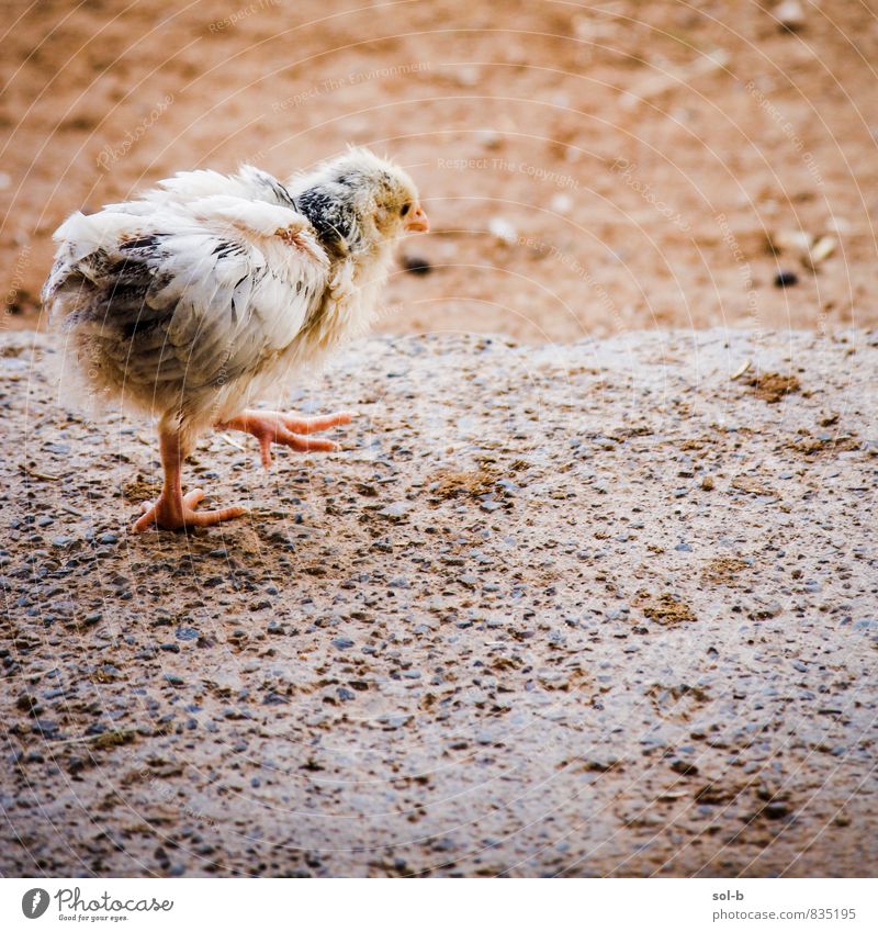 chk Frühling Tier Nutztier Vogel Streichelzoo Küken 1 frisch nah neu Neugier niedlich Wärme weich Tierliebe Vorsicht Beginn laufen schrittweise Farbfoto