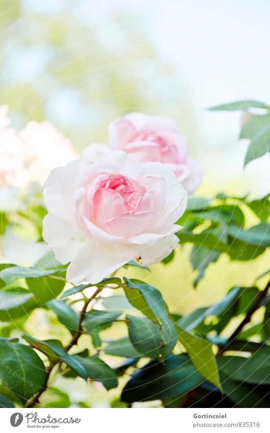 Rosig Natur Pflanze Sommer Schönes Wetter Blume Rose Blatt Blüte schön grün rosa Rosenblüte Rosenblätter Farbfoto Außenaufnahme Textfreiraum oben Tag Licht