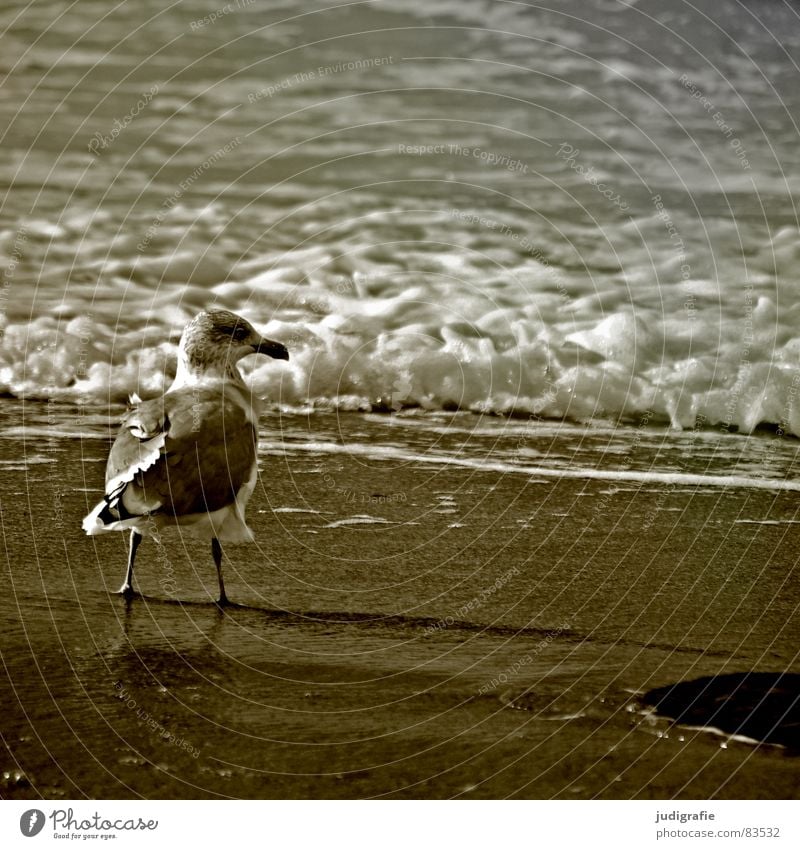 Meerblick See Möwe Silbermöwe Vogel Tier Strand Feder Wellen Brandung Gischt Küste Fischland-Darß-Zingst Weststrand Ornithologie Umwelt Wildnis Sand Wasser